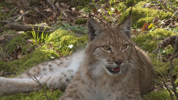 Lynx