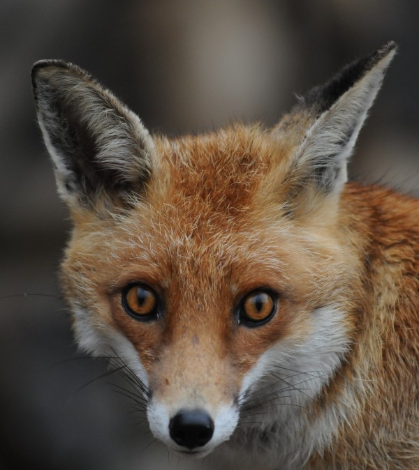 Renard